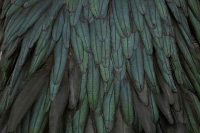 Whiting Hebert Hen Saddle Natural Black