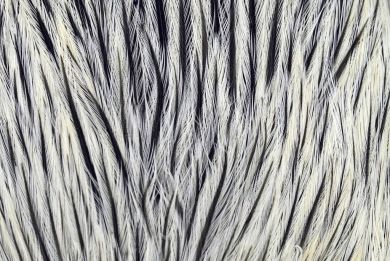 Whiting Brahma Rooster Cape 