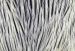 Whiting Brahma Rooster Cape 
