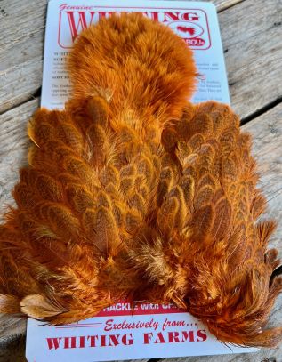 Whiting Brahma Hen SH/C Speckled dyed Burnt Orange